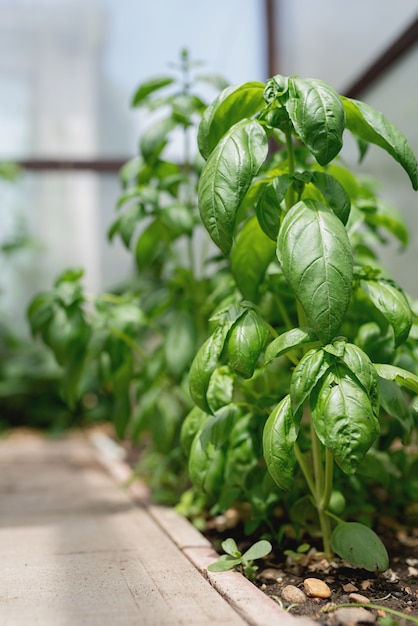 Fresh basil in the garden or greenhouse