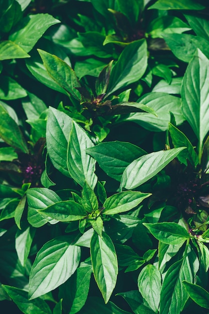 Fresh Basil Growing In The Garden