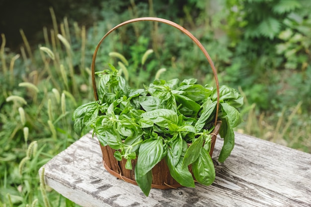 Fresh basil herb in basket in garden.