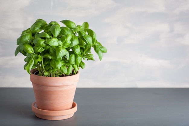 Fresh basil herb in a brown pot