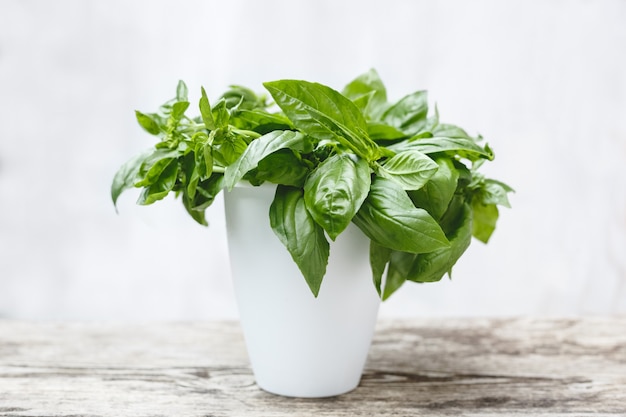 Fresh basil herb in flower pot on the white table on white background.