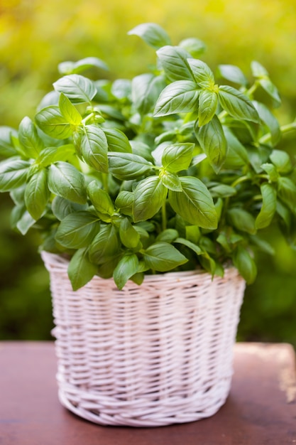 Fresh basil herb in flowerpot in garden