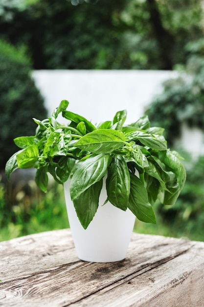 Fresh basil herb in flowerpot in garden.