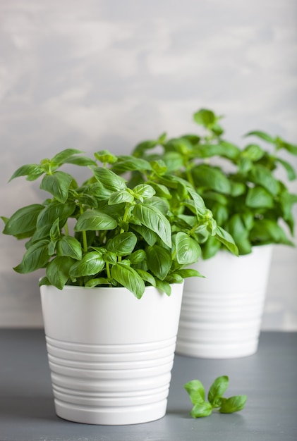 Fresh basil herb in flowerpot