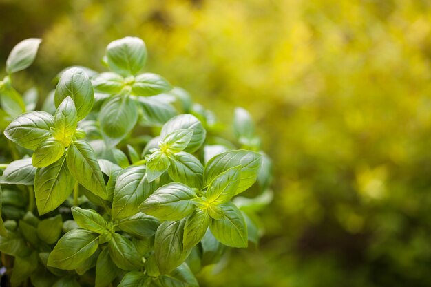 Fresh basil herb in garden background