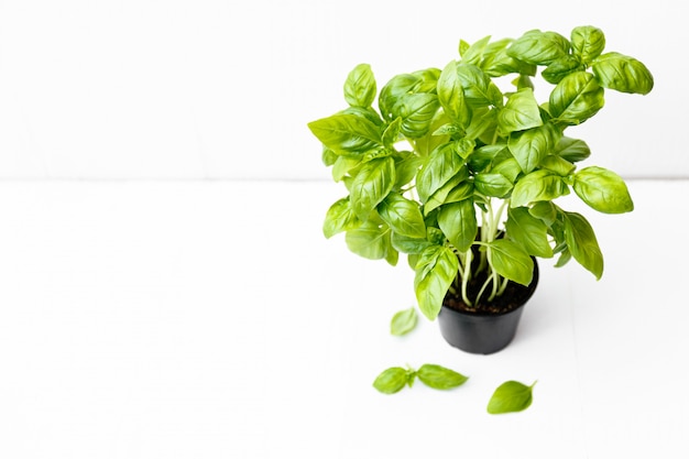 Fresh basil herb growing in a pot