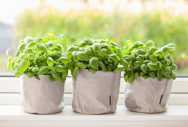 Fresh basil herb in paper bag pot