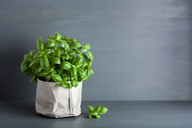 Fresh basil herb in a paper bag pot