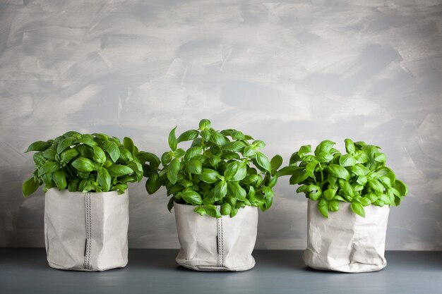 Fresh basil herb in a paper bag pot