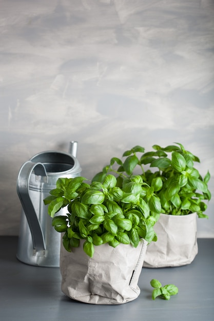 Fresh basil herb in a paper bag pot