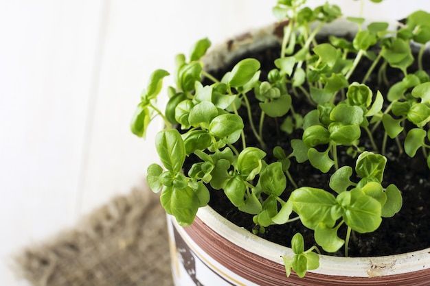 鍋に新鮮なバジル ハーブ。鉢植えで育つ室内植物。香り高いハーブの濃い緑の葉。選択と集中、コピー スペース。