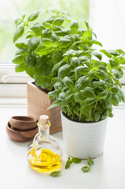 Fresh basil herb in pot olive oil kitchen