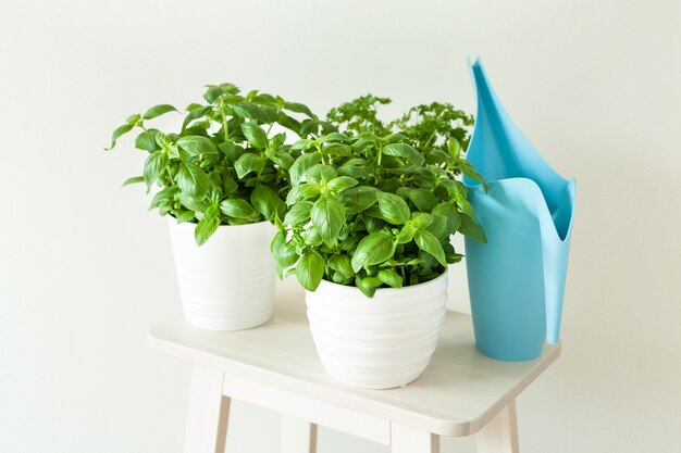 Fresh basil herb in a vintage pot