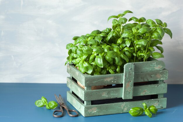 Fresh basil herbs in rustic box