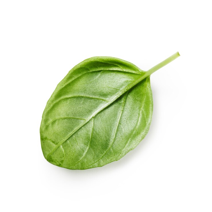 Photo fresh basil leaf isolated on white background. single object with clipping path. top view