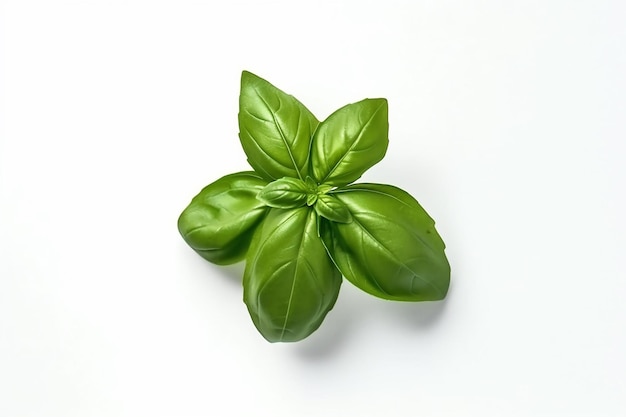 A fresh basil leaf on a white background