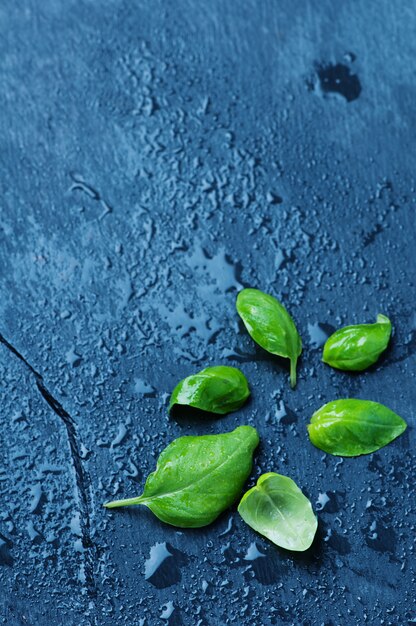 Fresh basil leaves on the black table