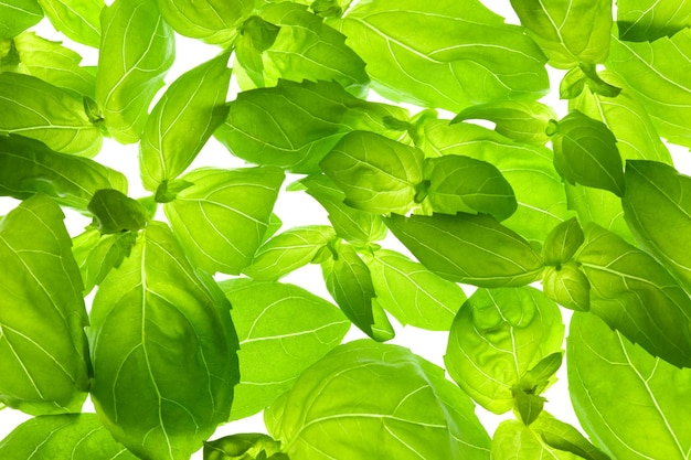 Photo fresh basil leaves closeup background backlit