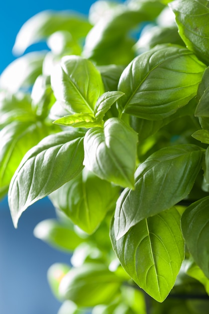 Photo fresh basil leaves herb background