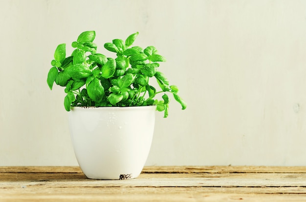 Fresh basil leaves, herb with water drops and sunlight on white background. Potted herbs. 