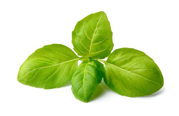 Fresh basil leaves isolated on white background