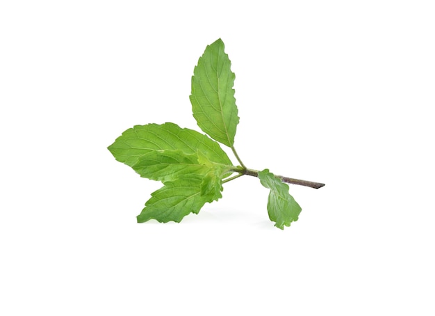 Fresh Basil leaves isolated on white background.