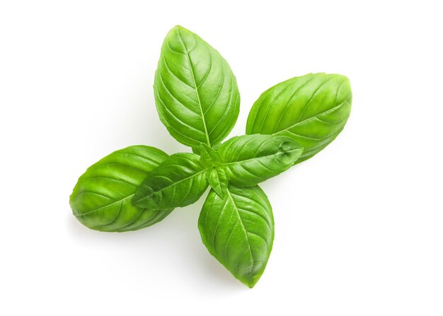 Fresh basil leaves isolated on white.