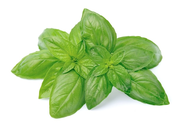 Fresh basil leaves isolated