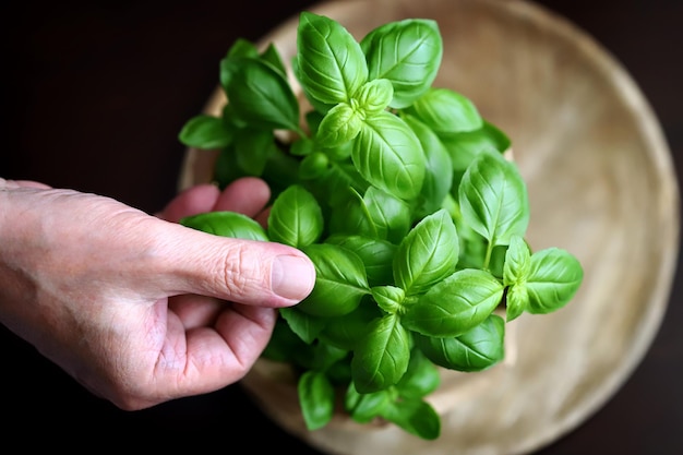 Fresh basil leaves Top view