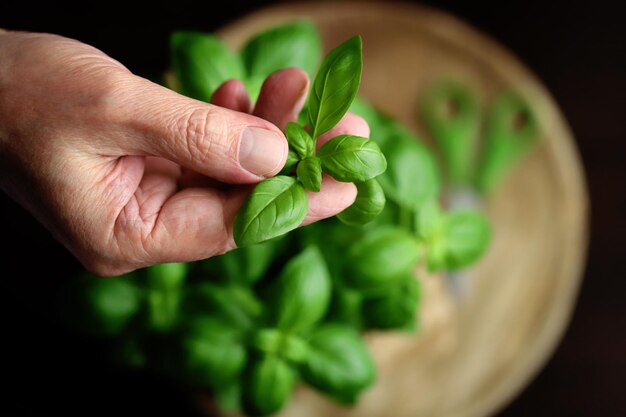 Fresh basil leaves Top view