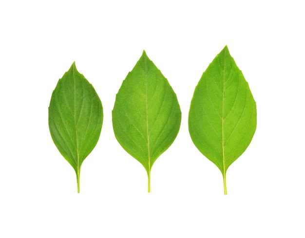 Photo fresh basil leaves on white background