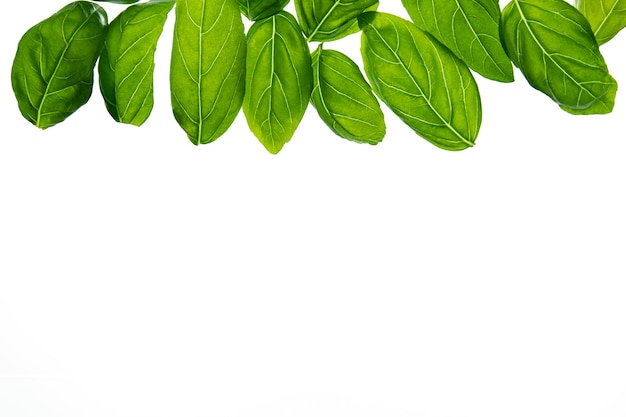 Fresh basil leaves on a white background