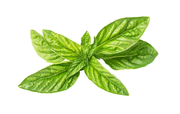 Photo fresh basil leaves on white