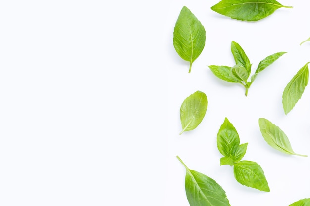 Fresh basil leaves on white =