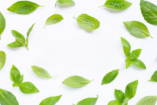 Fresh basil leaves on white. 