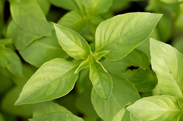 Fresh basil leaves