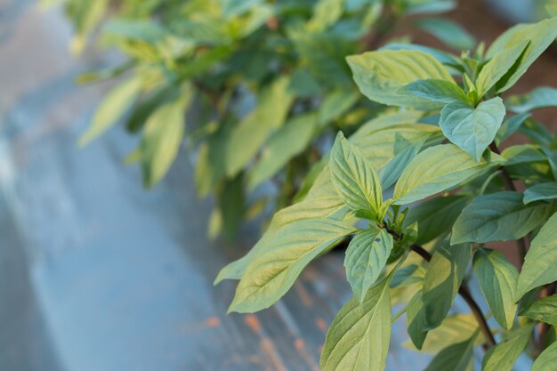 Fresh basil leaves