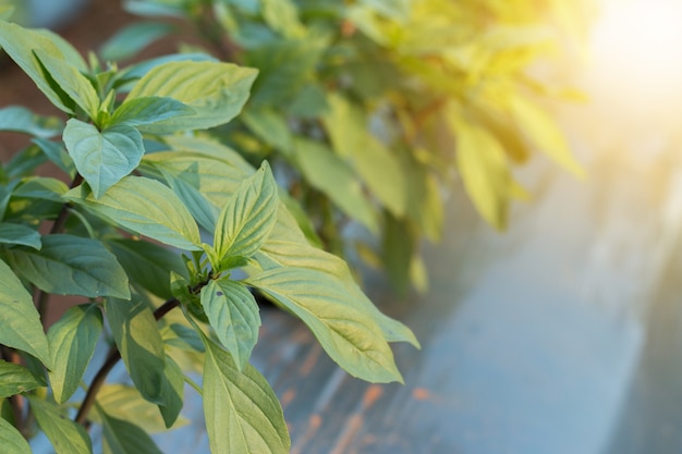 Fresh basil leaves