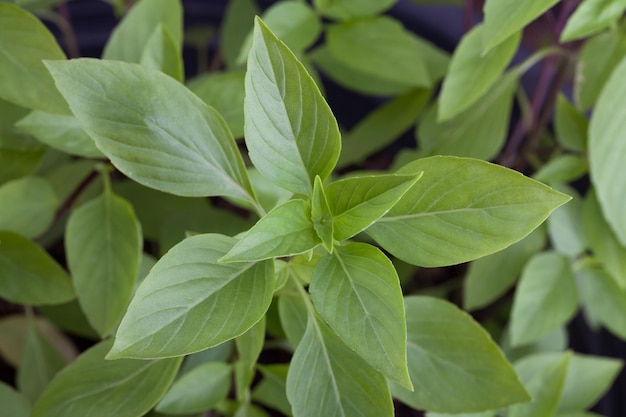 Photo fresh basil leaves