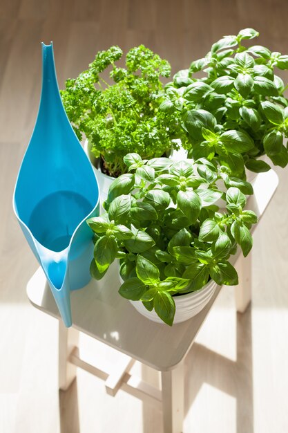 Fresh basil and parsley herb in flowerpot