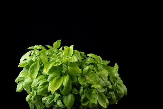 Fresh basil plant on black background