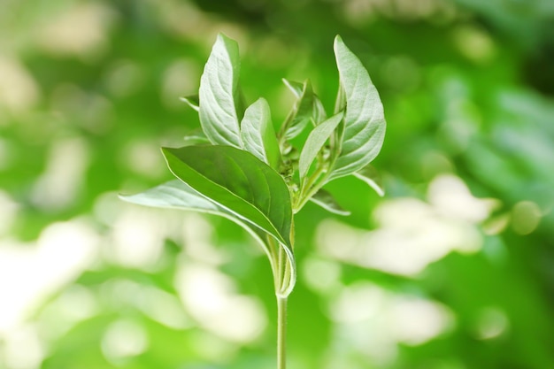 背景をぼかした写真に新鮮なバジルの植物