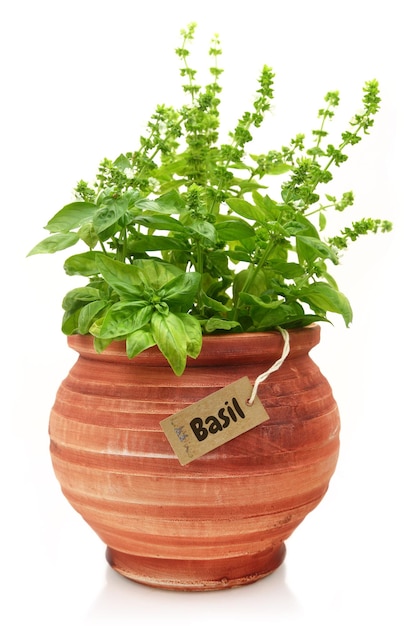 Fresh basil plant in a clay pot