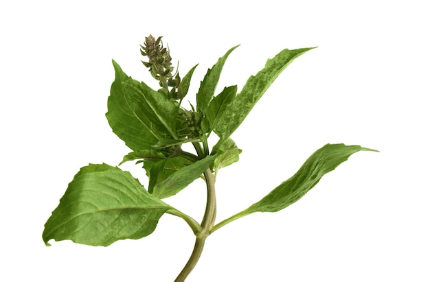 Fresh basil plant on white background