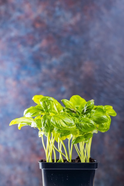 Fresh basil in pot on dark background