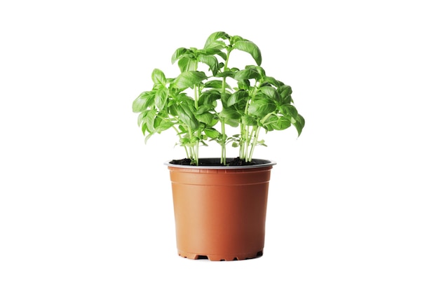 Fresh basil in a pot isolated on white background