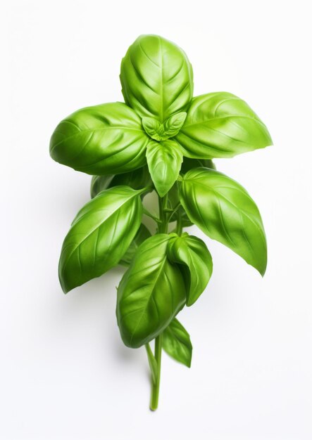 Fresh basil on a white background Generative AI