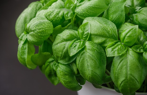 Photo fresh basil with water drops closeup growing on the window, herbs,