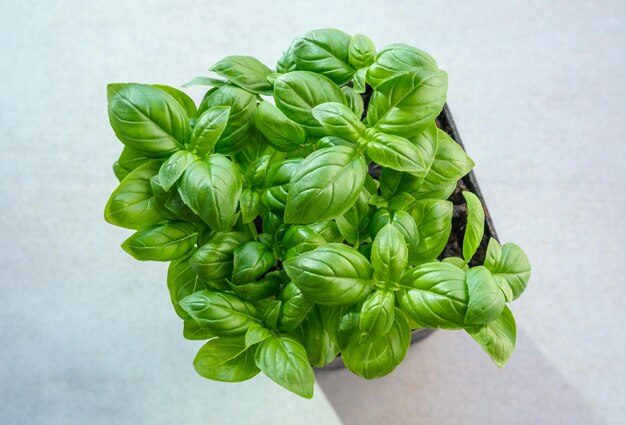 Fresh basil