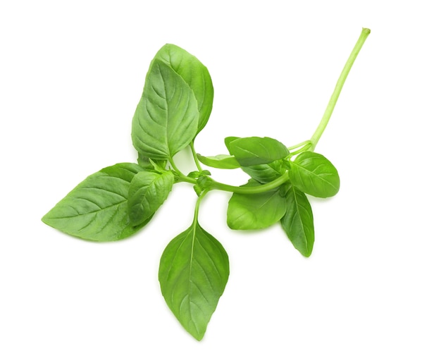 Fresh basil